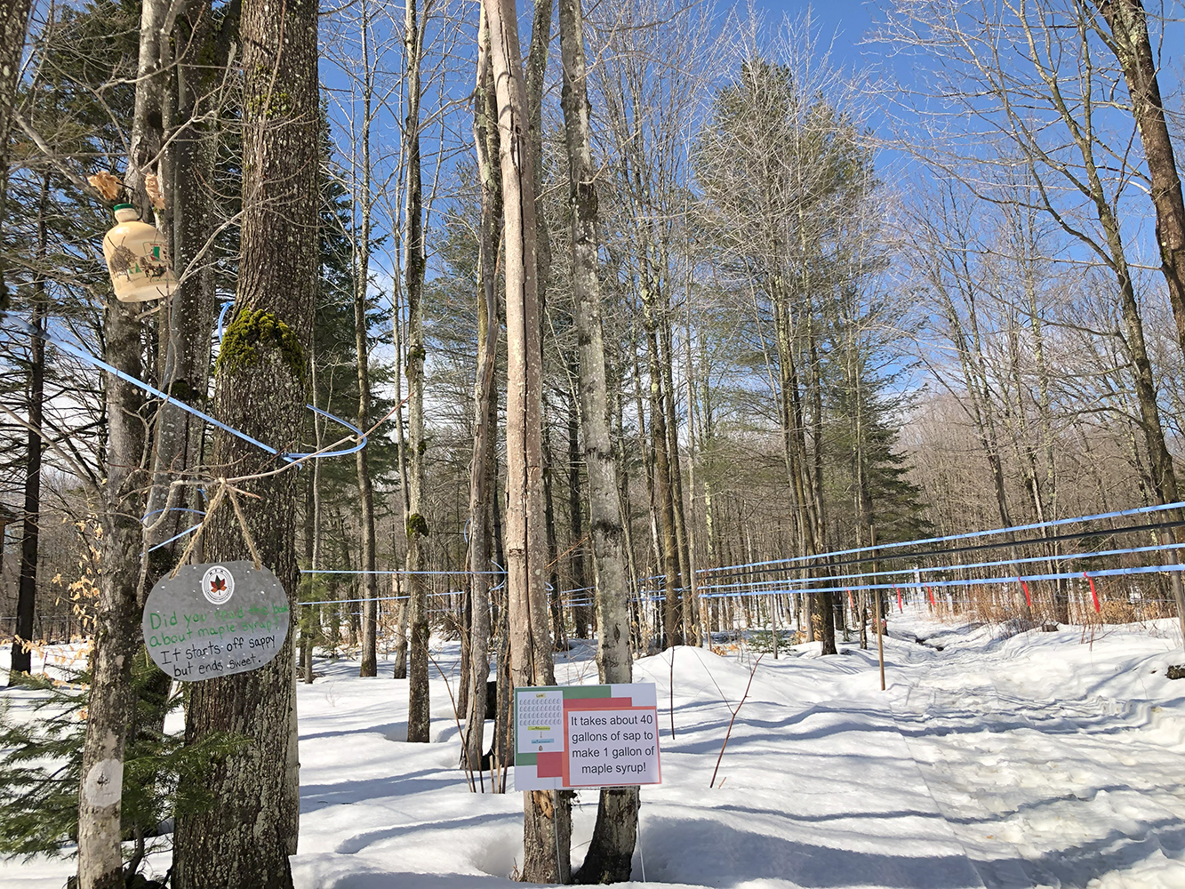 Maple Trail Signs