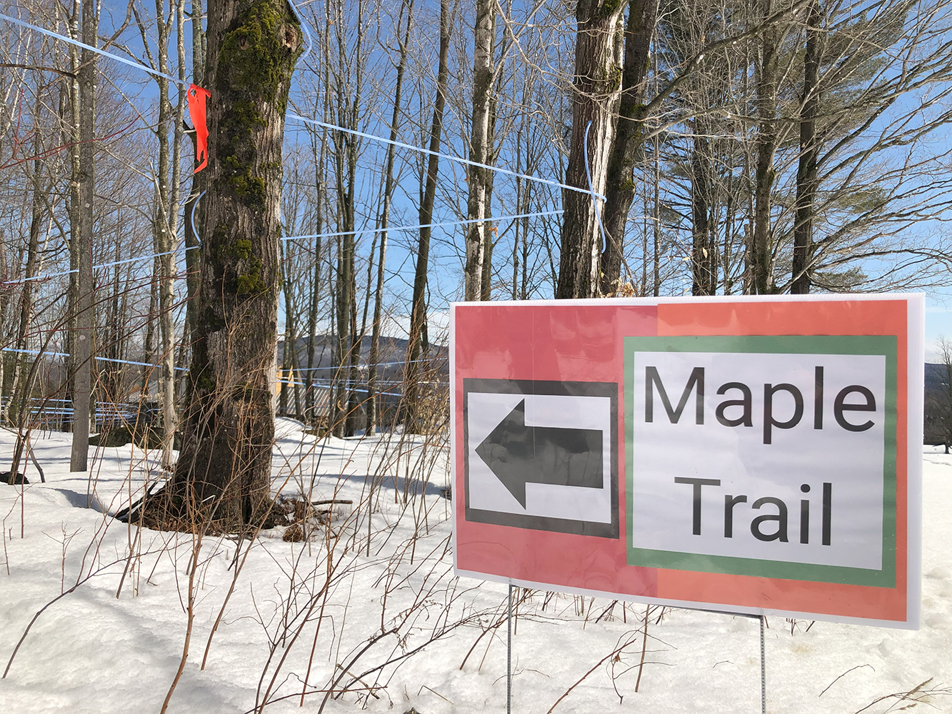 Maple Trail Start Sign